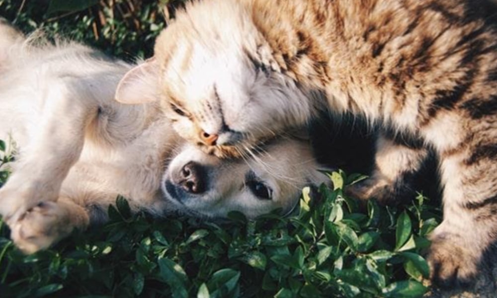 cannabis pets